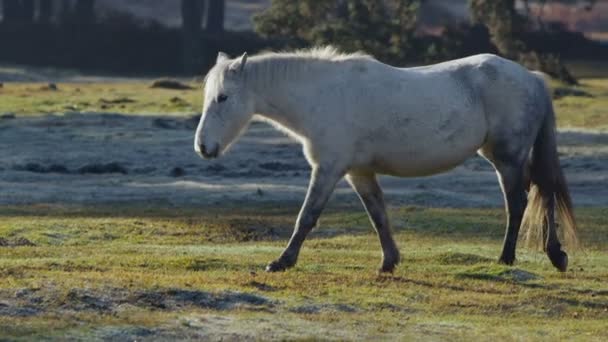 Wild pony walking through forest — Stock Video