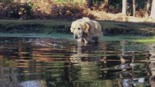 Hunden står upp hennes bröst i vatten — Stockvideo