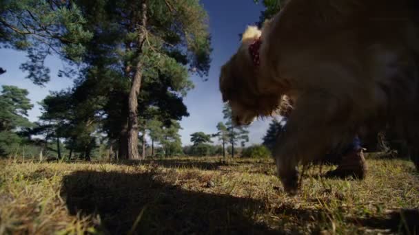 Pareja y perro caminando a través de disparo — Vídeos de Stock