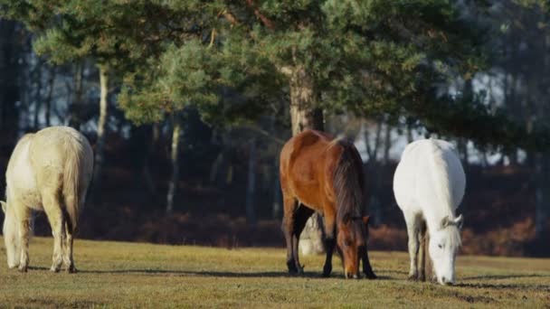 Vilda ponnyer bete i skogen — Stockvideo