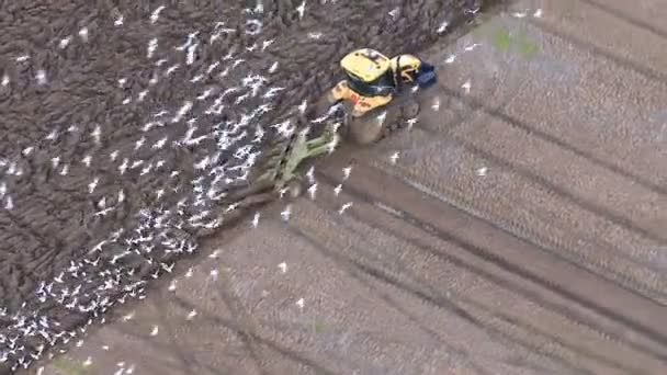 Trekker bestuurder ploegen velden en hongerige vogels kudde samen — Stockvideo