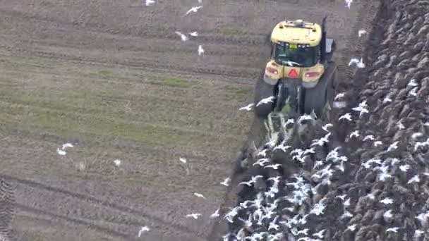 Trekker bestuurder ploegen velden en hongerige vogels kudde samen — Stockvideo