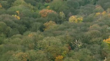Uçan İngiliz woodlands üzerinde
