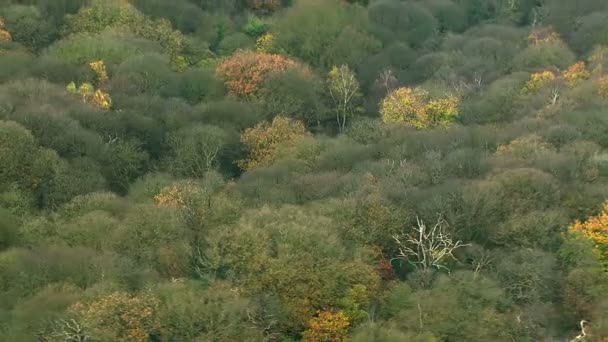 Flug über englische Wälder — Stockvideo