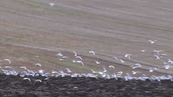 Hungriga fåglar flock tillsammans letar mat i färska plogad mark — Stockvideo