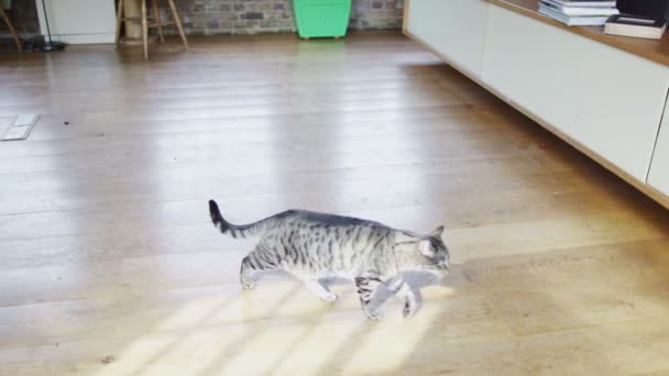 बिल्ली अपार्टमेंट के चारों ओर चलती है — स्टॉक वीडियो