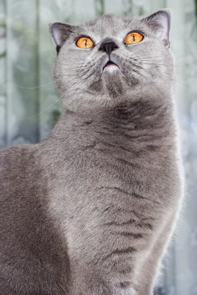 Cat looking up — Stock Photo, Image