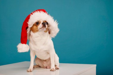 Kırmızı Noel Baba şapkalı Chihuahua köpeği mavi arka planda. Noel ve Yeni Yıl kavramı.