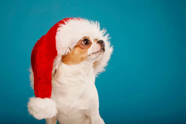 青い背景に赤いサンタクロースの帽子でChihuahua犬 クリスマスと新年のコンセプト — ストック写真