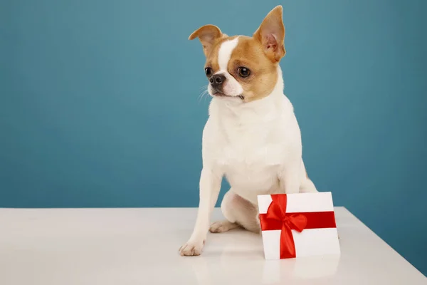 Chihuahua Hund Mit Gutschein Über Blauem Hintergrund Weihnachten Neujahr Geburtstag — Stockfoto