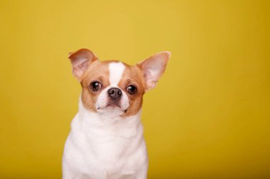 Sarı arka planı olan Chihuahua köpeği kameraya bakıyor. Metnin için boşluk kopyala