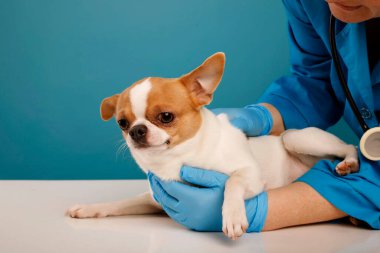 Veteriner, steteskoplu bir chihuahua köpeğini muayene ediyor. Köpeğe odaklanmaya çalış. Köpek bakımı konsepti
