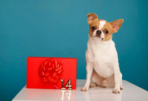 치와와 Chihuahua 개입니다 상자가 배경에 위입니다 발렌타인데이 — 스톡 사진