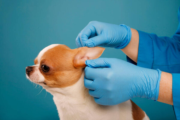 Ветеринар осматривает щенячье ухо чихуахуа с руками в защитных перчатках. Выборочный фокус на собаке. Здравоохранение собак
