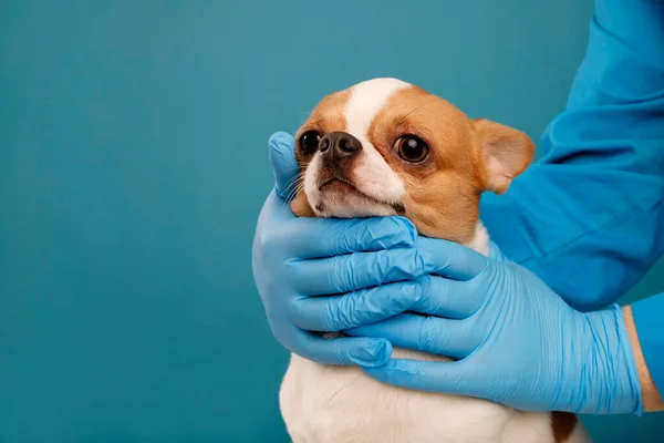 Veteriner Elleri Koruyucu Eldiven Giymiş Bir Chihuahua Köpeğini Muayene Ediyor — Stok fotoğraf