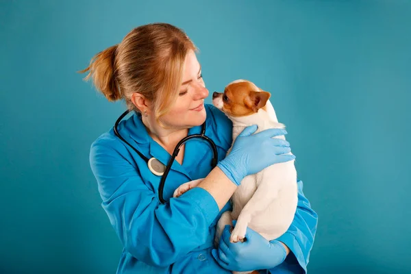 Ein Tierarzt Untersucht Einen Chihuahua Welpen Mit Den Händen Schutzhandschuhen — Stockfoto