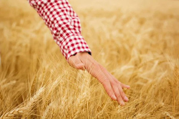 Close Male Hand Wheat Field Copy Space — Stock Photo, Image