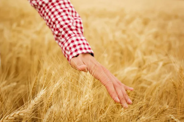 Крупним Планом Чоловіча Рука Пшеничному Полі Копіювальним Простором Стокове Зображення