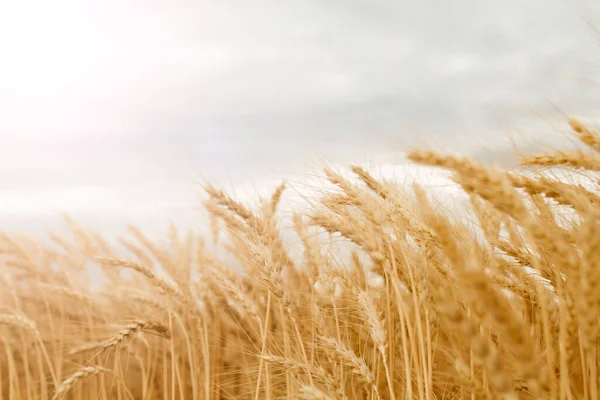 关上田野里金色的麦穗 麦穗在田野的天空背景下成熟成金黄色 丰富的夏季收获和耕作的概念 免版税图库照片