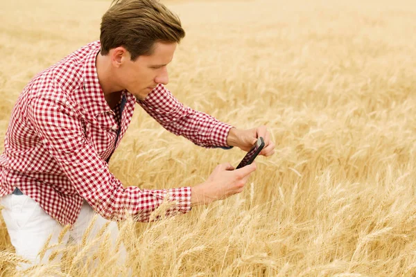 Landwirt Oder Agronom Inspiziert Die Qualität Von Weizenpflanzen Auf Dem lizenzfreie Stockbilder