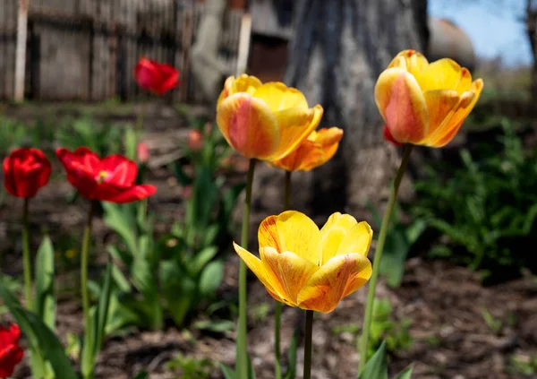 Close Red Tulip Flower Green Leafs Ground — Stock Fotó