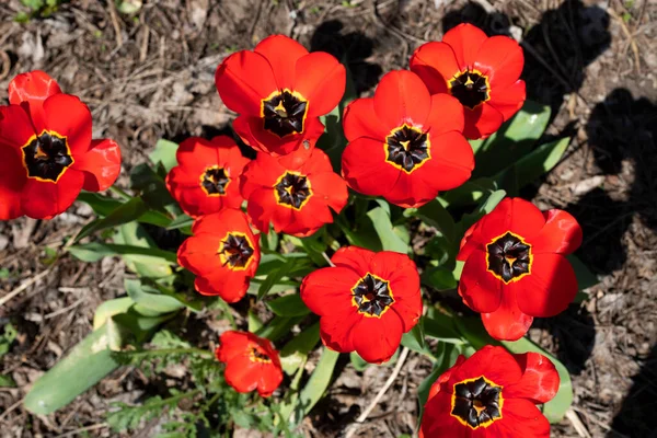 Close Red Tulip Flower Green Leafs Ground — Stock Fotó