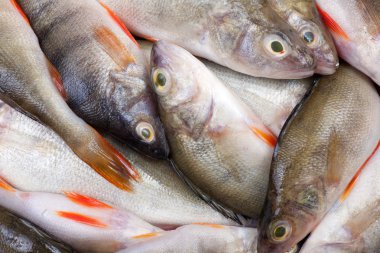 bir sürü taze levrek