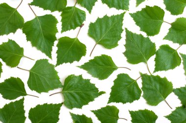 Huş ağacı yaprakları beyaz zemin üzerine