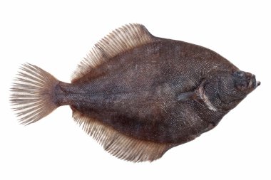 Beyaz bir yalan taze yakaladı yaldızlı pisibalığı