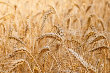 Yazın sonunda tamamen olgunlaşmış buğday tarlaları