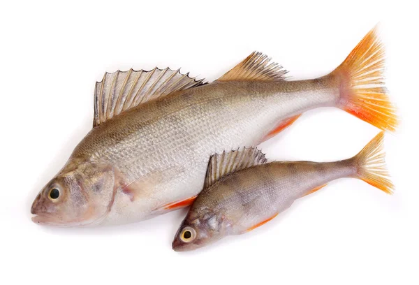 Two perch on a white background — Stock Photo, Image