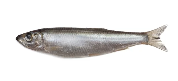 Pesce spratto salato isolato su fondo bianco — Foto Stock