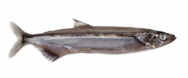 Peixe-capelim salgado isolado sobre fundo branco — Fotografia de Stock