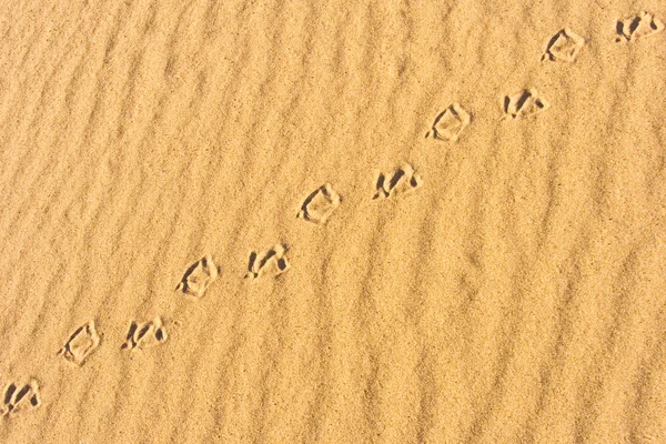 Traces of the birds on the river sand — Stock Photo, Image