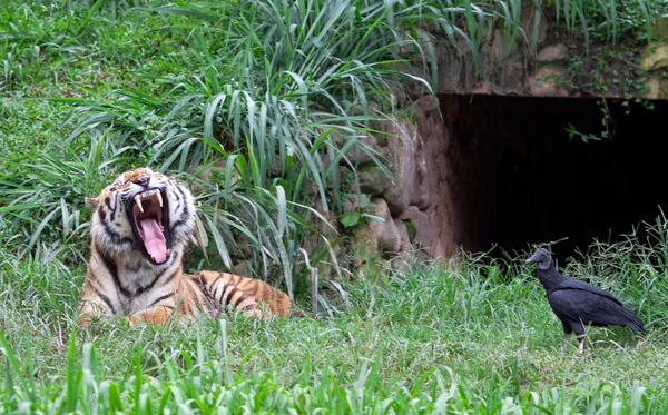 Tiger and vulture — Stock Photo, Image