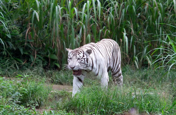 圣保罗市动物园白老虎 — 图库照片