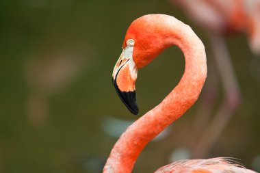 Kırmızı flamingo