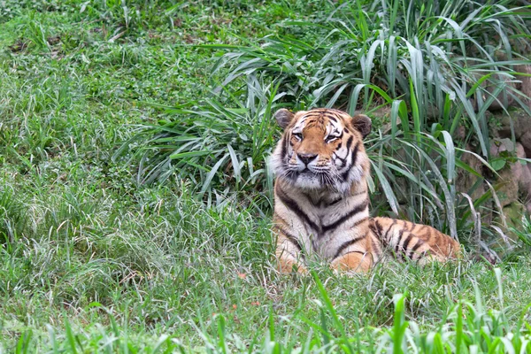 Tiger Zoo in Sao Paulo — Stock Photo, Image