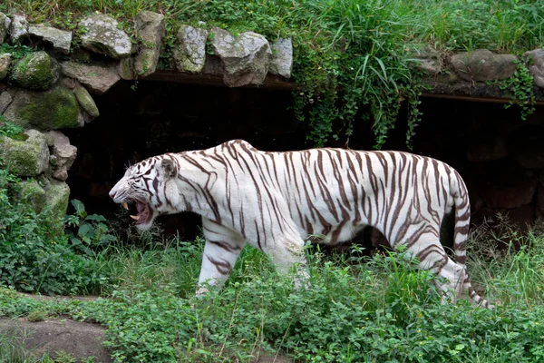 White Tiger Zoo in Sao Paulo — Stock Photo, Image