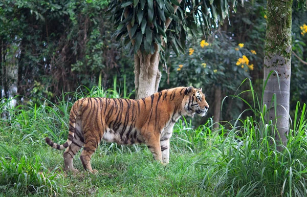 Tiger Zoo in Sao Paulo — Stock Photo, Image