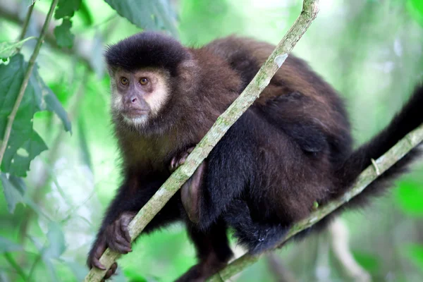 Małpa Brazylia — Zdjęcie stockowe
