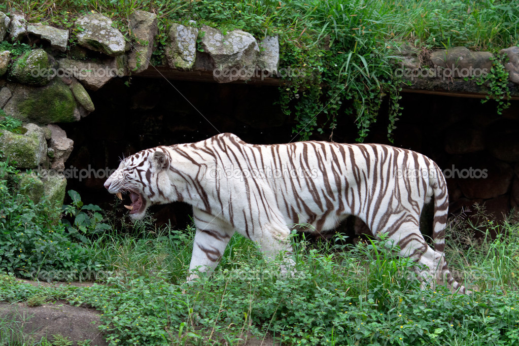 White Tiger Zoo In Sao Paulo Royalty Free Photo Stock Image By C Mmedp 25810021