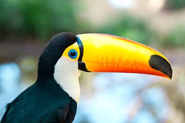 Brasilia toucan