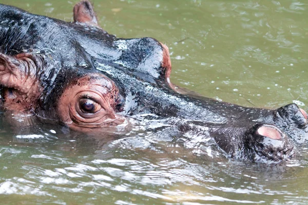 Swimming hippo, close up shot — Stock Photo, Image