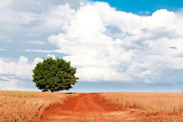 Samotne drzewo na polu pod błękitne niebo i chmury różnych — Zdjęcie stockowe