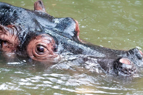 Swimming hippo, close up shot Royalty Free Stock Images
