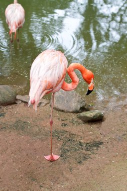 Kırmızı flamingo