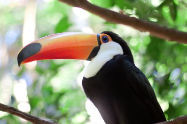 Brasilia toucan
