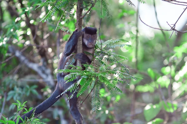 猿は、ブラジル — ストック写真