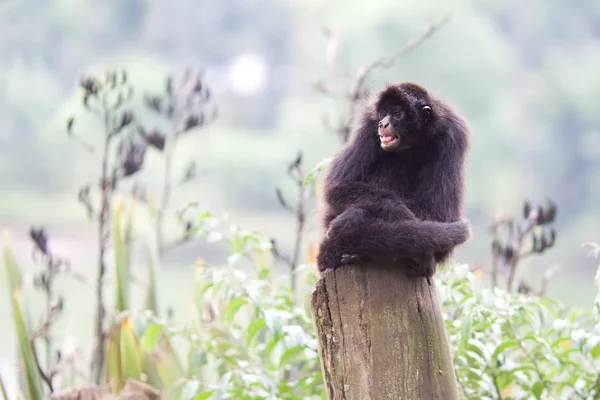 Ape brazil — Stock Photo, Image